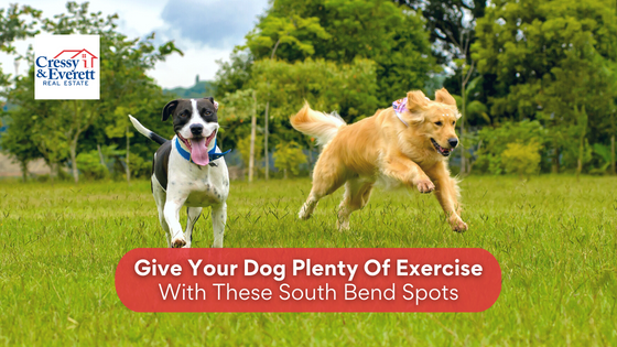 Keeping your dog active is just one of the great excuses to spend outdoors time with your canine family. Here are the South Bend spots to visit.